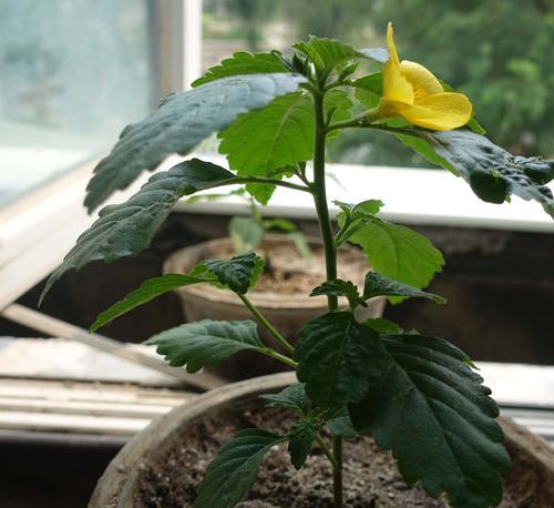 时钟花的花语及传说故事（探寻时钟花的深意）