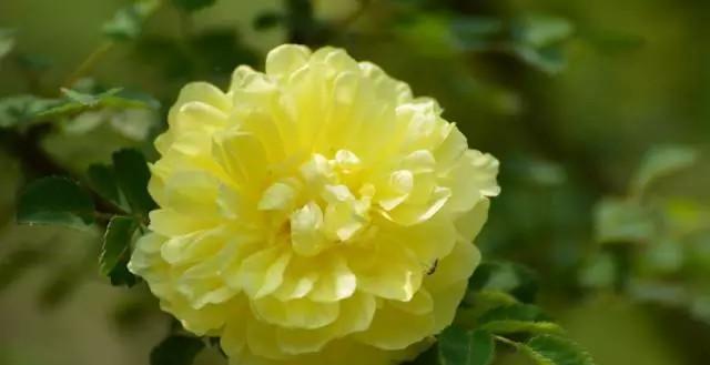 时钟花的花语及传说故事（探寻时钟花的深意）