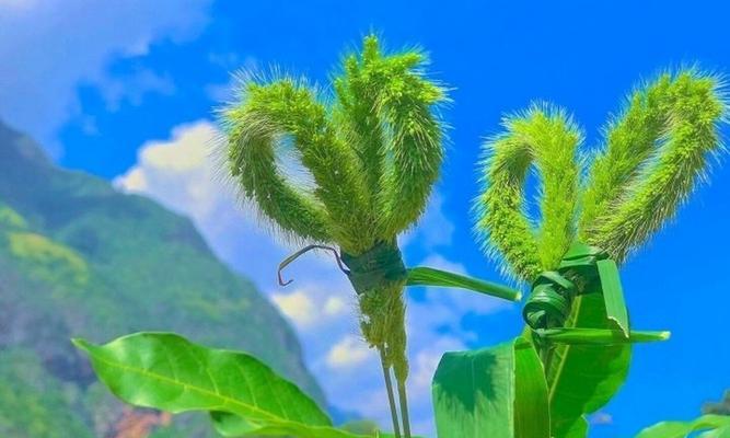 时钟花的花语与意义（揭开时钟花的神秘面纱）