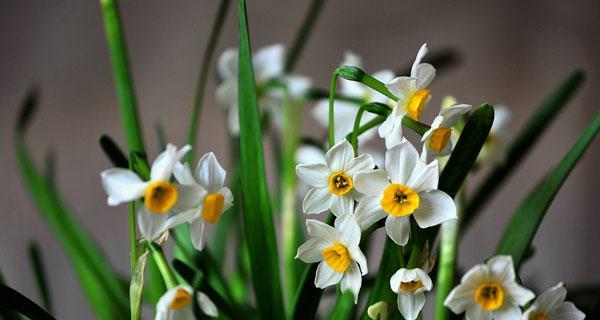 水仙花的花语及其意义（探寻水仙花花语的深层内涵）