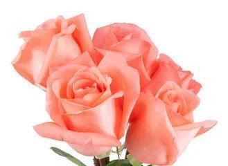 玫瑰花的寓意与象征意义（深入解读玫瑰花所蕴含的情感和表达方式）