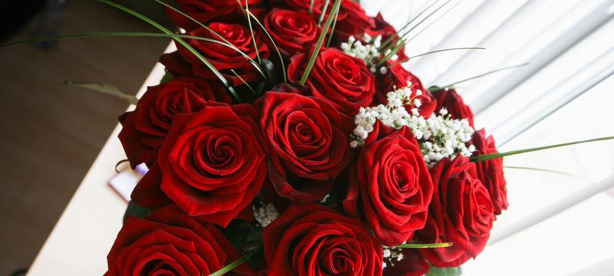 玫瑰花的寓意与象征——浪漫之语（传递爱意的花语与文化符号）