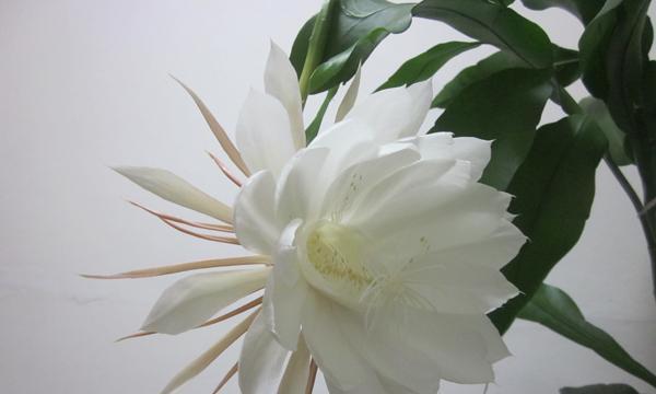 昙花之谜（一朵短暂绽放的奇迹——昙花的惊艳与神秘）
