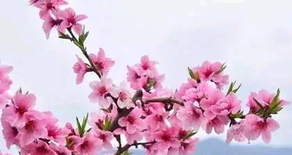 桃花的花语与象征意义（唤醒春天的甜蜜之约）