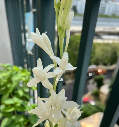 晚香玉花的寓意与象征意义（揭示晚香玉花的美丽与深刻内涵）