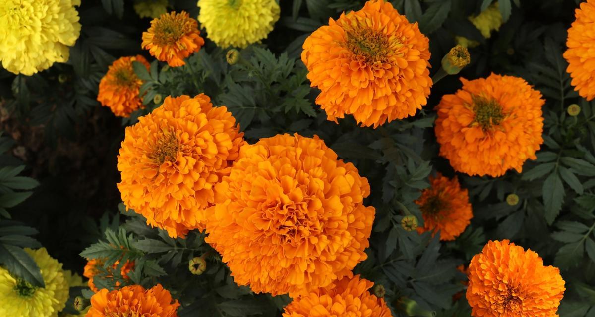 万寿菊花语的深意——传达爱与祝福（万寿菊花语的美好寓意与应用场景）
