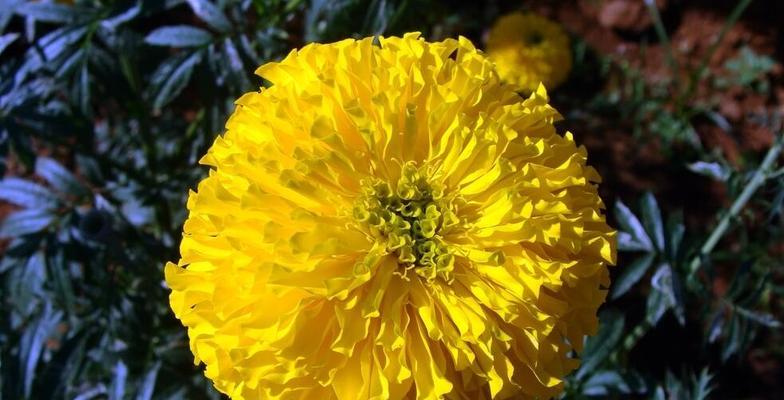 万寿菊花语的深意——传达爱与祝福（万寿菊花语的美好寓意与应用场景）