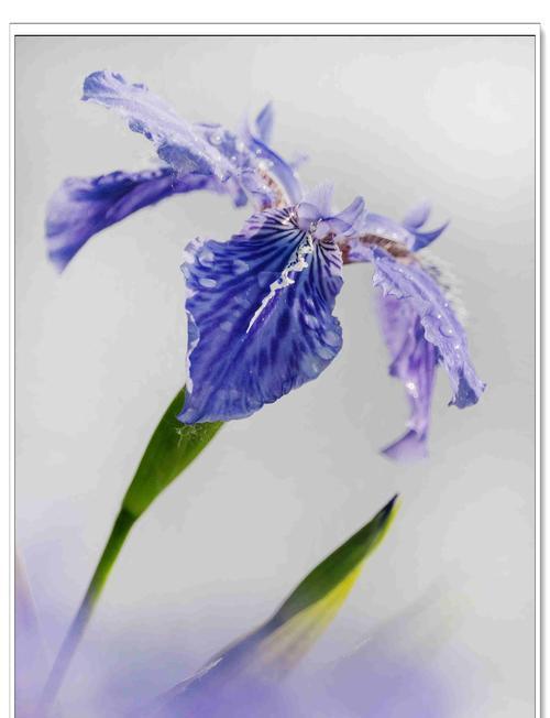 尾花鸢尾花语的深意与象征（揭秘尾花鸢尾花语的奥秘与魅力）