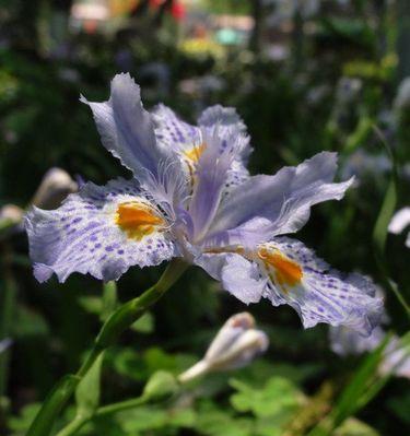 尾花鸢尾花语的深意与象征（揭秘尾花鸢尾花语的奥秘与魅力）