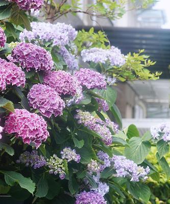无尽夏绣球花语的魅力（品味花海间的美好）