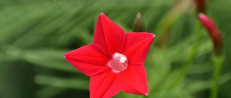 五角星花的寓意与象征意义（解读五角星花的形象和内涵）