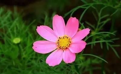 五叶草的花语与寓意（五叶草传递幸运与爱情的祝福）