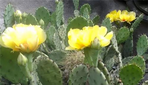 仙人掌花的花语——坚韧与希望（探索仙人掌花语的深意）