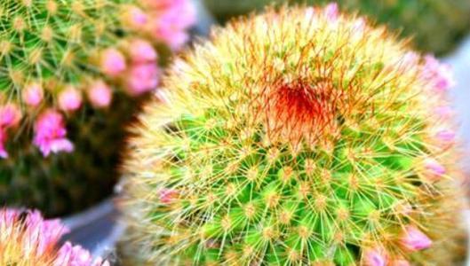 仙人掌花语与寓意（探寻仙人掌花的深意）