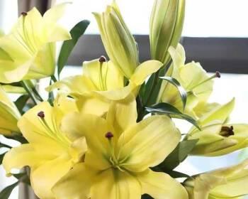 香水百合的寓意与象征（探索百合花所蕴含的象征意义及文化背景）