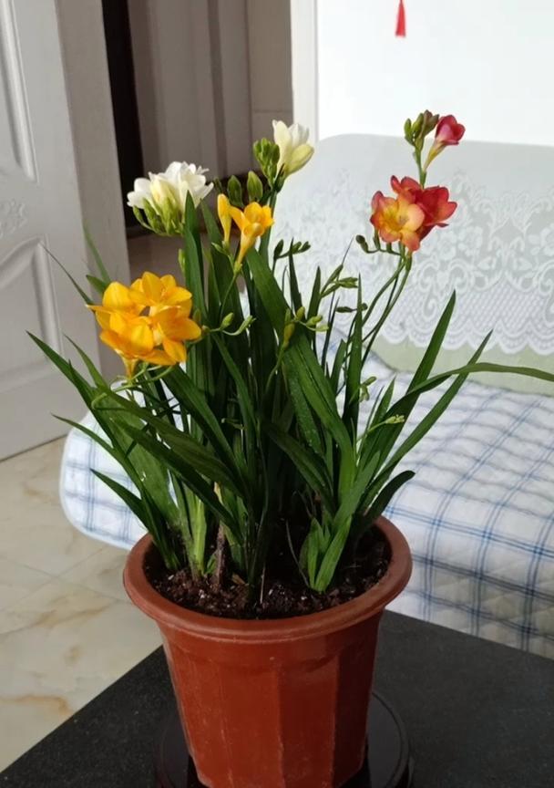香雪兰的花语及其意义（探寻香雪兰的深意与传承）