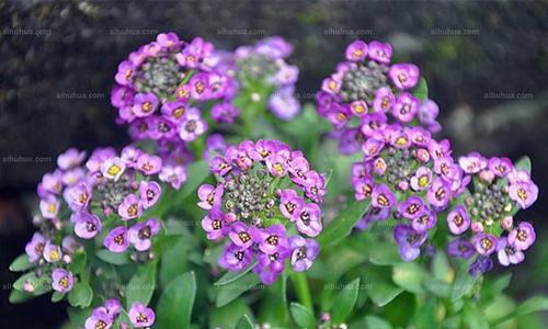 以香雪球花语是什么（揭开香雪球花语的神秘面纱）