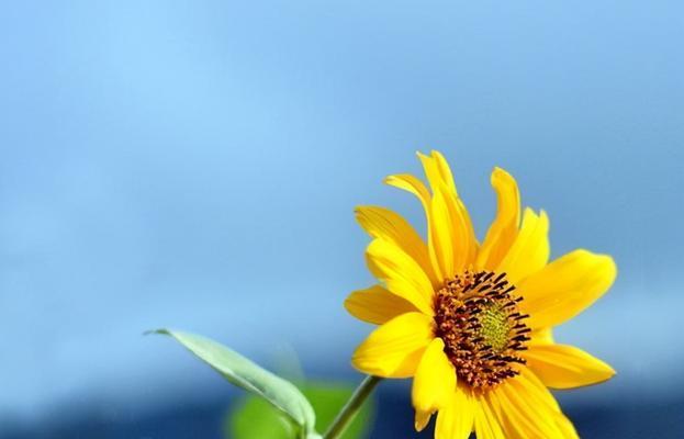 阳光下的希望——向日葵花语的寓意与启示（探寻向日葵的花海）