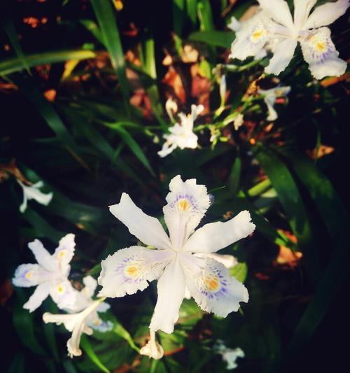 光明与黑暗共生的花——辉煌与神秘（揭开花朵世界中光明与黑暗的秘密）