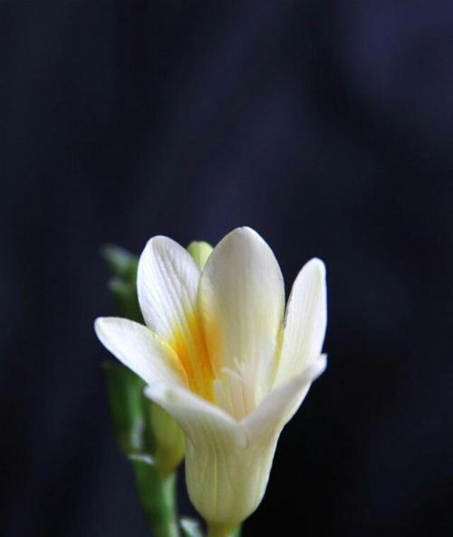 小苍兰的花语及象征意义（探寻小苍兰的文化内涵与情感寓意）