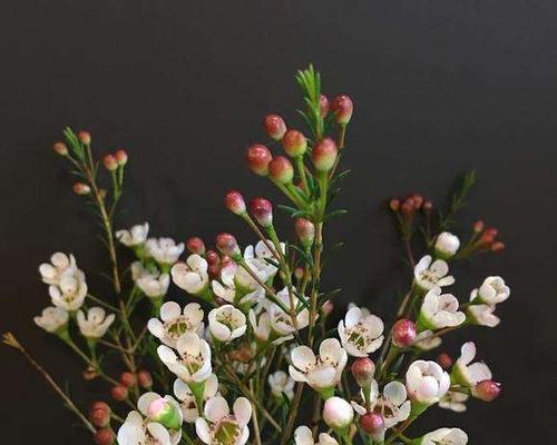 笑靥花，让笑容绽放（以笑靥花为主题的花语与意义）