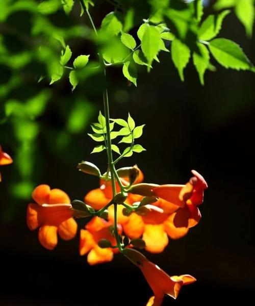 笑靥花，让笑容绽放（以笑靥花为主题的花语与意义）