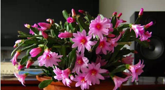 蟹爪兰花语及其美丽含义（探索蟹爪兰的神秘之美）