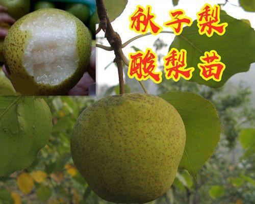 梨树嫁接哪种方法（嫁接梨树的时间）