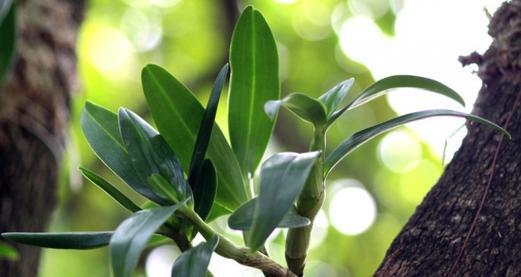 铁皮石斛怎么养殖（家养石斛的种植方法）
