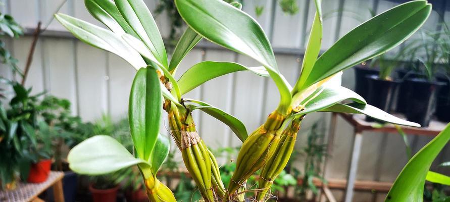铁皮石斛怎么养殖（家养石斛的种植方法）