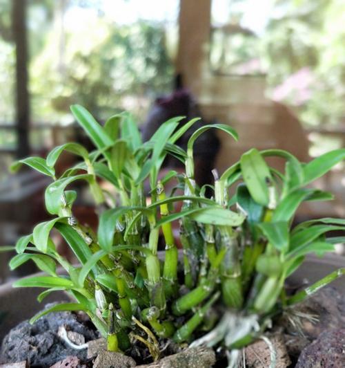 铁皮石斛怎么养殖（家养石斛的种植方法）