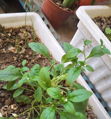 香菜种子怎么种植容易发芽（香菜种植技术及管理）