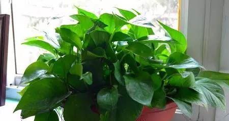 怎样种植绿萝比较好（教你养护绿萝的技巧）
