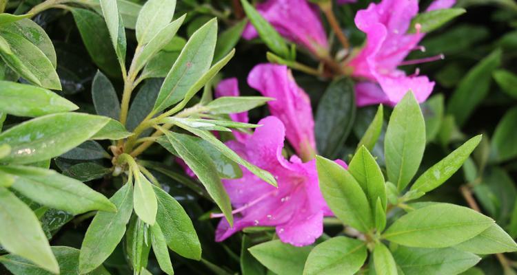 怎么样让毛鹃多开花（毛鹃开花后修剪技术）