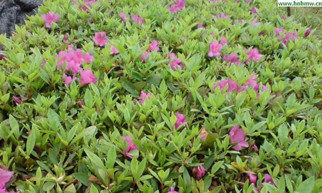 怎么样让毛鹃多开花（毛鹃开花后修剪技术）