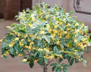 桂花树的特点是什么（桂花树的外形描写）