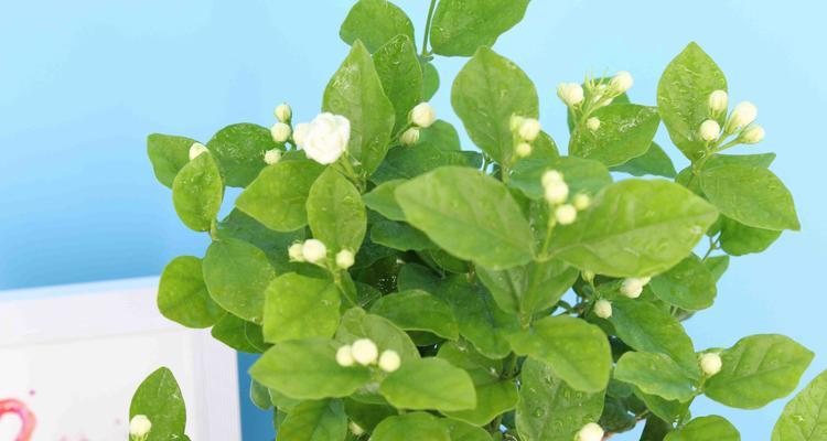 茉莉花是什么季节开的（关于茉莉花的养护知识）