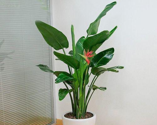 室内养什么植物（适合在家养的花卉大全）