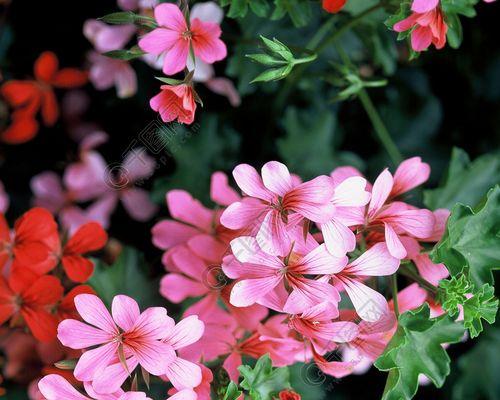 春天都有哪些花盛开（有关春天代表性花卉）