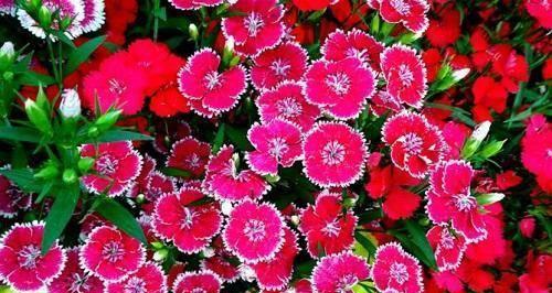 春天都有哪些花盛开（有关春天代表性花卉）