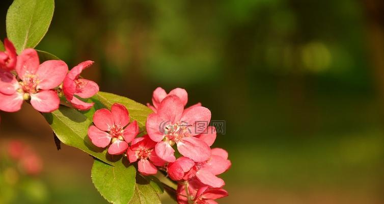 春天都有哪些花盛开（有关春天代表性花卉）