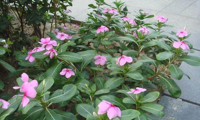 怎样种植长春花（长春花种植方法步骤）