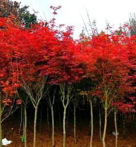 红枫苗买回来怎样种（红枫苗的种植及养护）