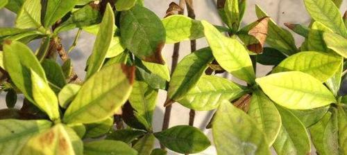 栀子花叶子发黄的原因及救治方法（揭秘栀子花叶子发黄背后的秘密）