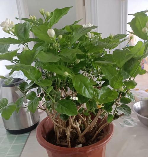茉莉花可以放在卧室养吗