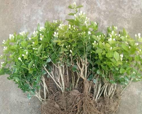 茉莉花可以放在卧室养吗