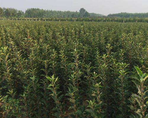 苹果树苗怎么培育的（苹果树种植方法和技巧）