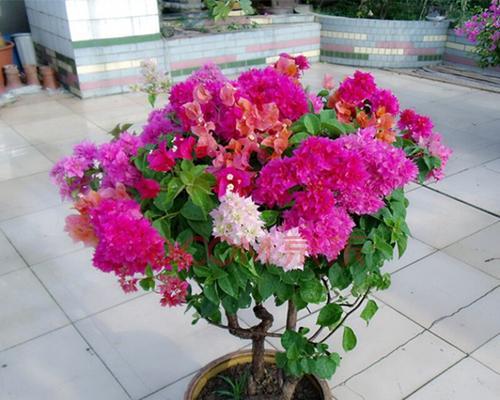 四季开花的植物有哪些（盘点七种四季常绿又开花的植物）