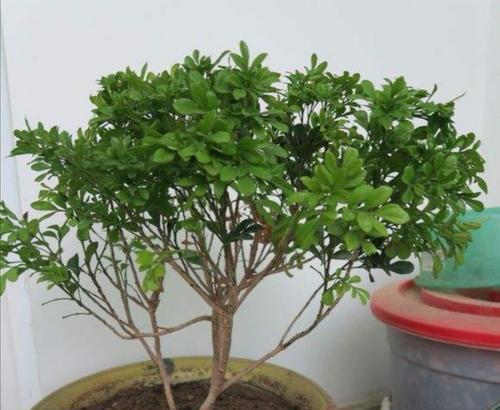 米兰花用什么肥（米兰花养殖方法与技巧）