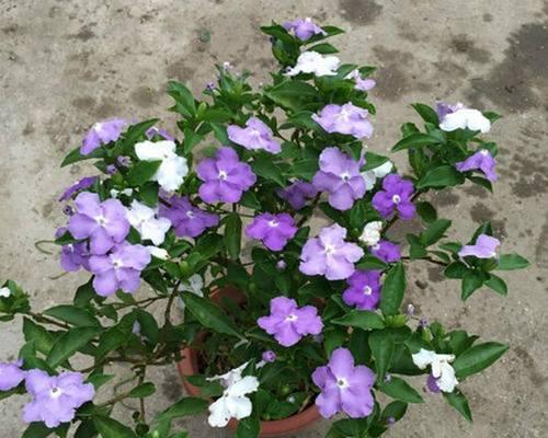 室内花卉植物大全（让室内生活更美好的15种花卉植物）